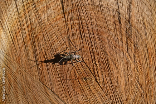Beetle crawling on freshly cut tree log texture in sunlight