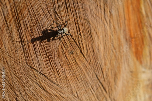 A high-detail close-up of an insect resting on the rough cross-section of a harvested timber log