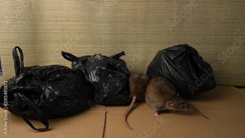 Brown, gray rat crawls among black bags of garbage, garbage dump with rats.