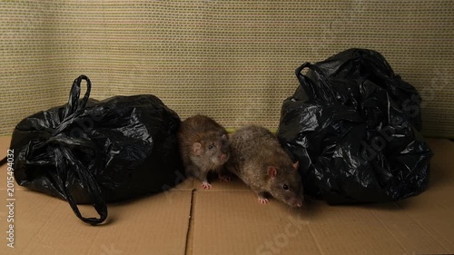 Brown, gray rat crawls among black bags of garbage, garbage dump with rats.