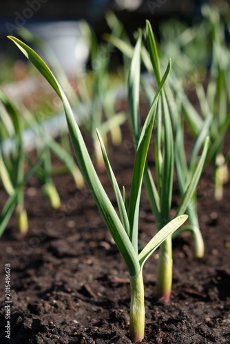 Young green garlic plants growing in organic soil in spring