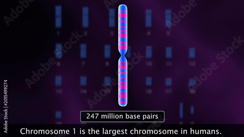  Human chromosomes