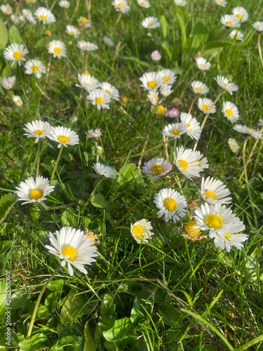 daisies in the grass