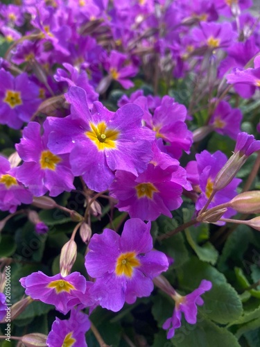 bee on a flower