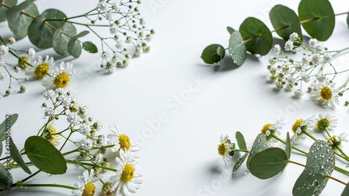 Flat Lay Botanical Frame with Chamomile Flowers Eucalyptus and Baby's Breath on White Background — Natural Herbal Floral Arrangement
