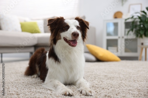 Quadro em tela Cute Border Collie dog on floor at home. Space for text