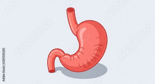 Human stomach anatomy illustration.