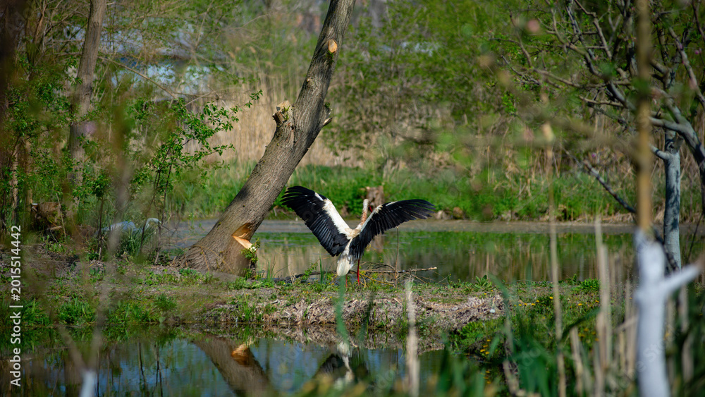 Obraz premium A stork spreads its wings. A large migratory bird in the central region of Ukraine. A wading bird searching for food. 