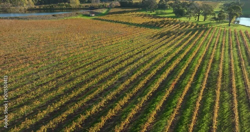 Autumn Vineyards – Margaret River Wine Region, Western Australia (4K Aerial Drone)
