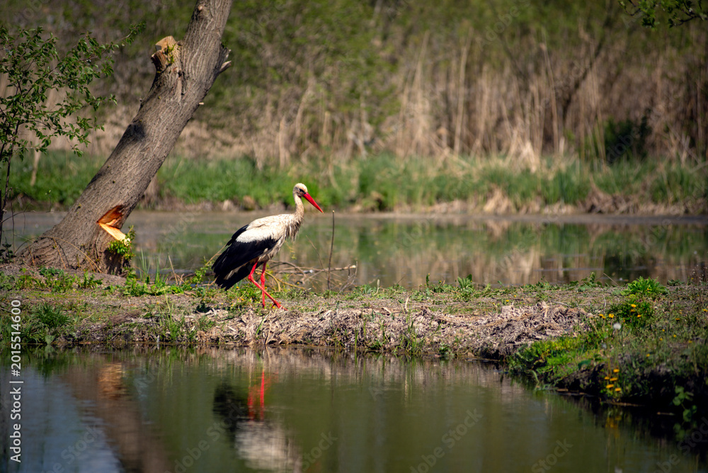 Fototapeta premium The proud gait of an adult wading bird.A large migratory bird in the central region of Ukraine. A wading bird searching for food. 