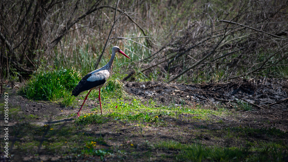 Fototapeta premium The proud gait of an adult wading bird.A large migratory bird in the central region of Ukraine. A wading bird searching for food. 