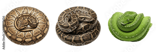 Εκτύπωση καμβά Coiled ball python snake wild exotic reptile animal predator pattern wildlife se