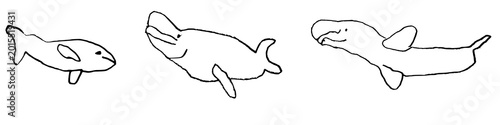 Fotografie Beluga dolphins children's drawing