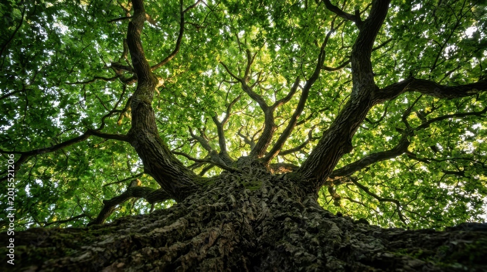Fototapeta premium Majestic Tree Canopy - A Low-Angle View of Lush Green Foliage and Branches.