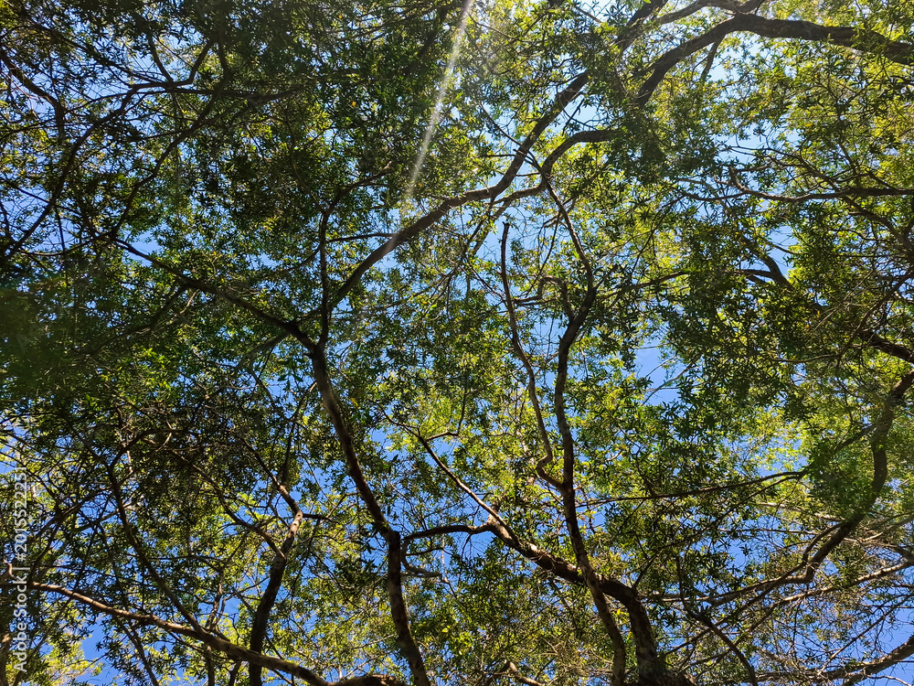 Fototapeta premium Sunlight filtering through lush green tree canopy on a clear day.