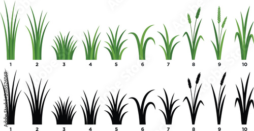 Foto Grass blades collection vector illustration with green and black silhouettes