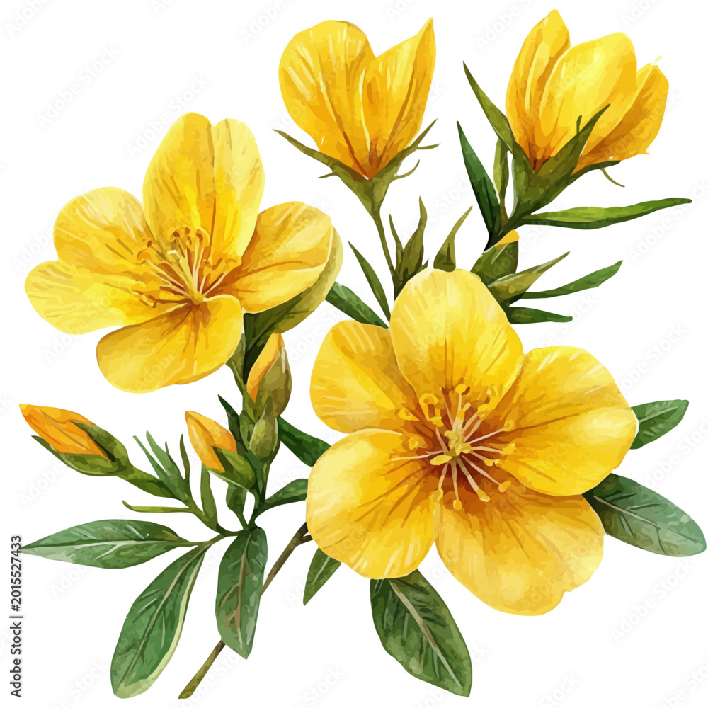 Fototapeta premium watercolor of Evening Primrose Flower, vector, isolated on a white background.