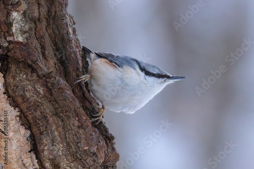 Foto A nuthatch in Helsinki, Finland