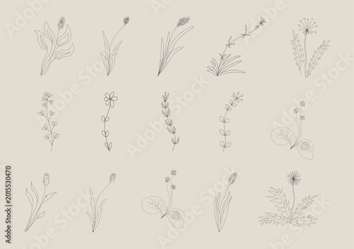 Outlined Wildflower Vector Pack
