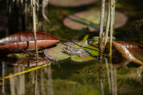Photography Frog resting on water lily leaf in pond, natural amphibian habitat with reflecti