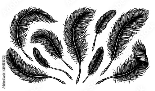 Foto Black feather quill vector set vintage realistic bird plume hand drawn illustrat