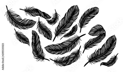 Schilderij op canvas Realistic black feather plume vector elegant vintage quill hand drawn set