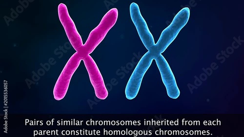 Homologous chromosomes and allele