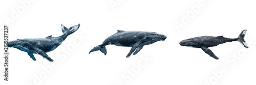 Fotografie Giant Blue Whale Side View Isolated PNG - Majestic Marine Life Sea Mammal for Oc