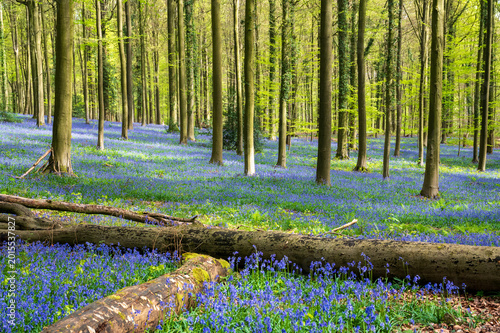 The Brakelbos is a stunning nature reserve in Brakel, East Flanders and it is best known for its dense carpet of wild hyacinths (bluebells) that bloom every spring	
