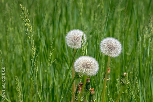 Three dandelion seed heads in a lush green meadow