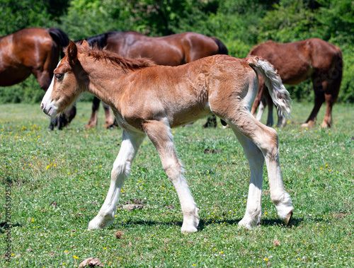 Foal in Pasture