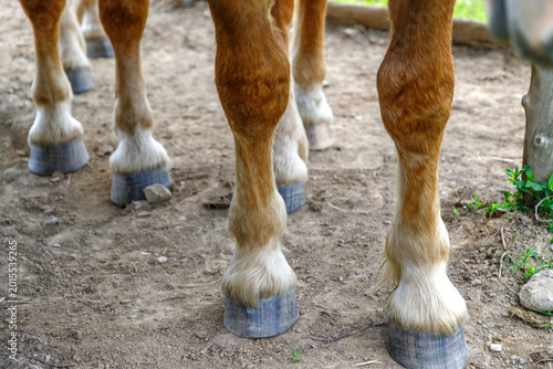 Close-up of chestnut horse legs and hooves in a farm paddock