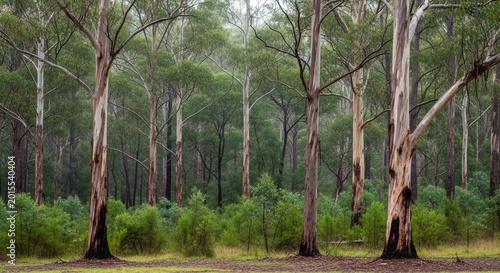 Eucalyptus trees forest landscape tall gum trees in natural australian woodland setting