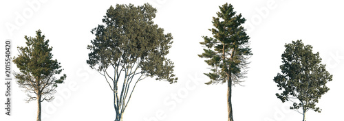 Set of Sciadopitys verticillata and Pinus bungeana frontal isolated png on a transparent background perfectly cutout