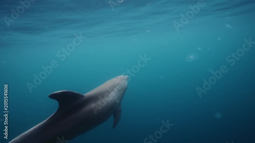 Underwater video. A dolphin in the Black Sea swims next to its neighbors and collects fish. High quality 4k footage