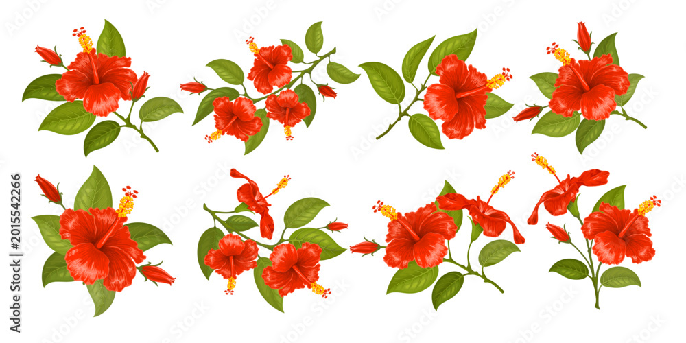 Naklejka premium Red hibiscus. Hibiscus flower. Set of the one, two or three flowers on the twig. Various branches with flowers, buds and leaves. Tropic and subtropic plants, gumamela. Isolated vector illustration