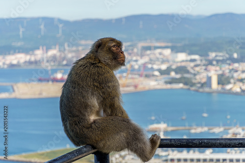 Billede på lærred Gibraltar - April 17, 2026: A Barbary macaque sitting on a rail and looking up