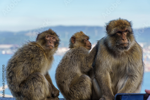 Schilderij op canvas Gibraltar - April 17, 2026: Three Barbary macaques on a viewing platform