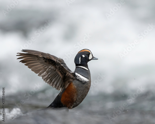 Photos Harlequin Duck, draake  (Histrionicus histrionicus), wing flap on the Yellowston