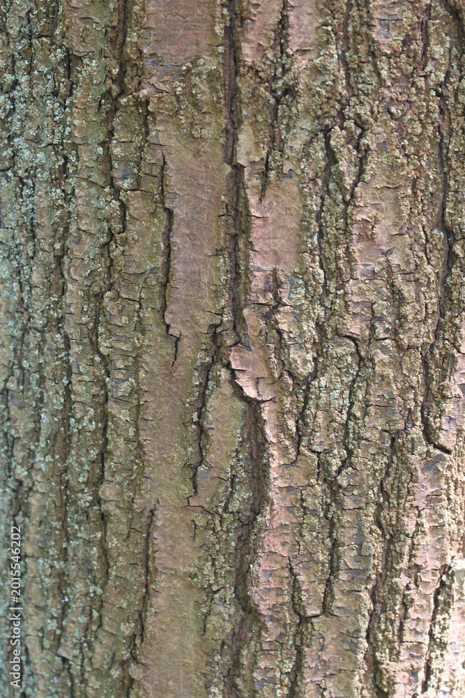 Fototapeta premium background texture tree bark close-up
