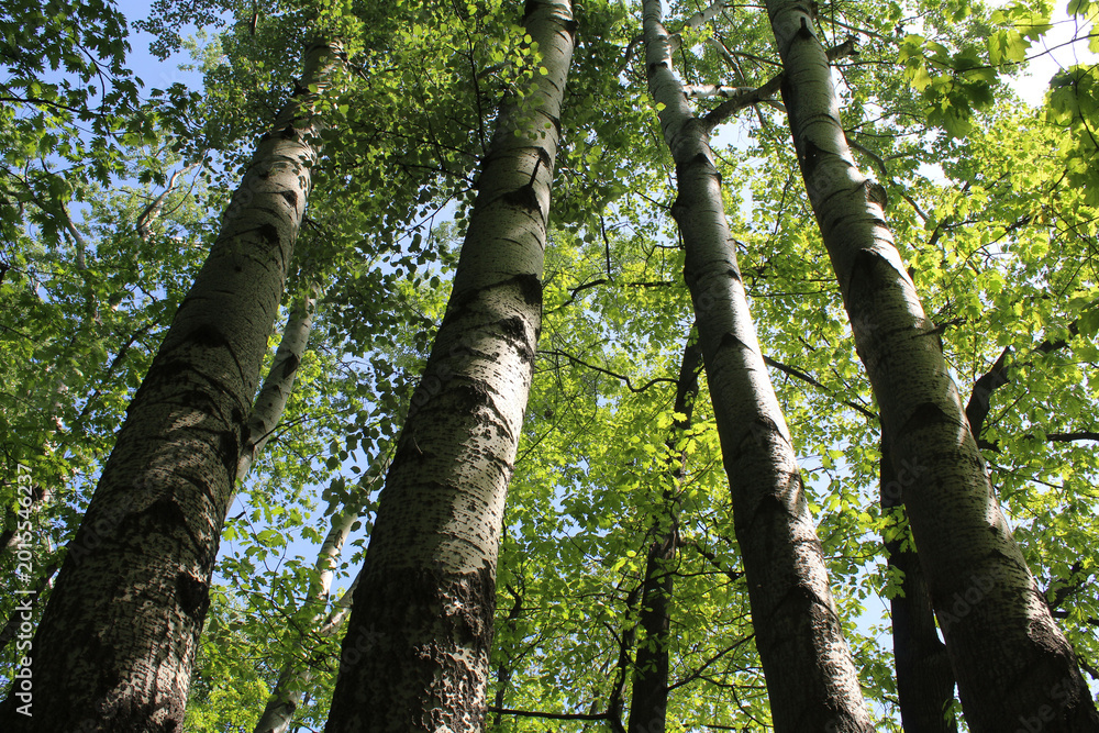 Fototapeta premium tree trunk, poplar tree in the park in spring