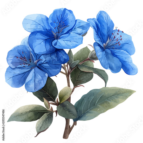 Photos Plumbago Flower, illustration watercolor with dynamic strokes and balanced color harmony, isolated on a white background