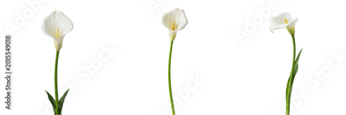 Bild auf Leinwand Single White Calla Lily Flower on a Long Green Stem Isolated on White Background