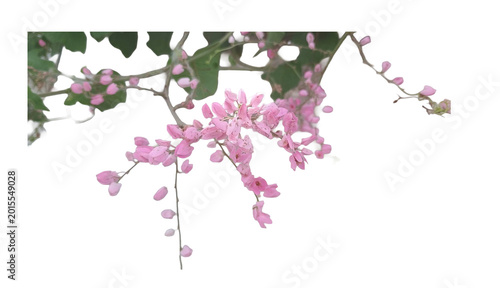 Cuadro en lienzo Antigonon leptopus blossoms on transparent background