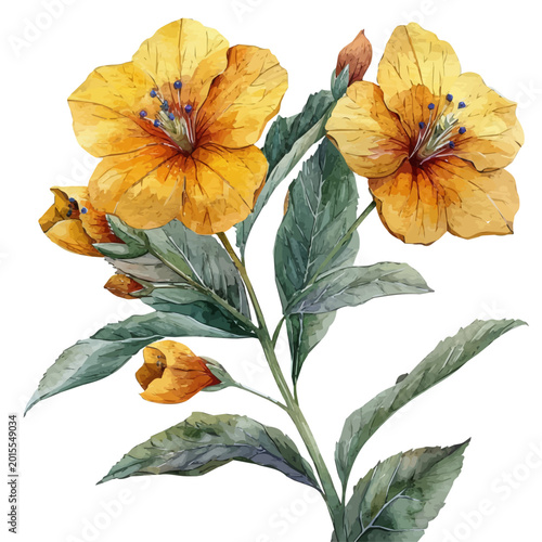 Photography Monkey Flower Flower, refined watercolor illustration with luminous tones and soft layered brushwork, isolated on a white background