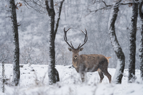 A male red deer in a strong snowstorm. A red deer in the Rhodope Mountains in Bulgaria during the winter. European wildlife in winter.