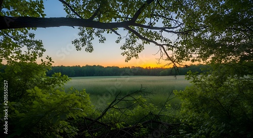 Golden hour illuminates expansive meadow framed by lush foliage, creating a tranquil scene of natural beauty and the delicate interplay between light and shadow.