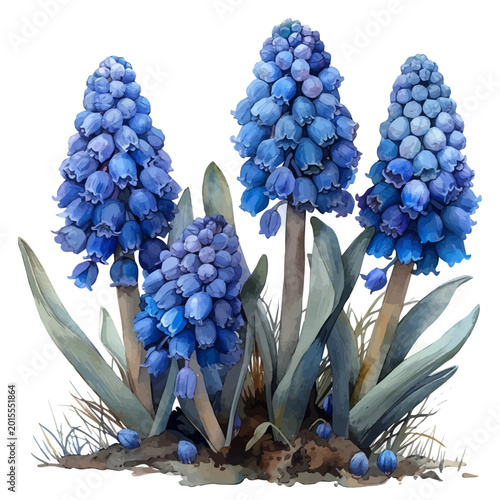 Photos watercolor of Grape Hyacinth Flower, vector clipart, isolated on a white background