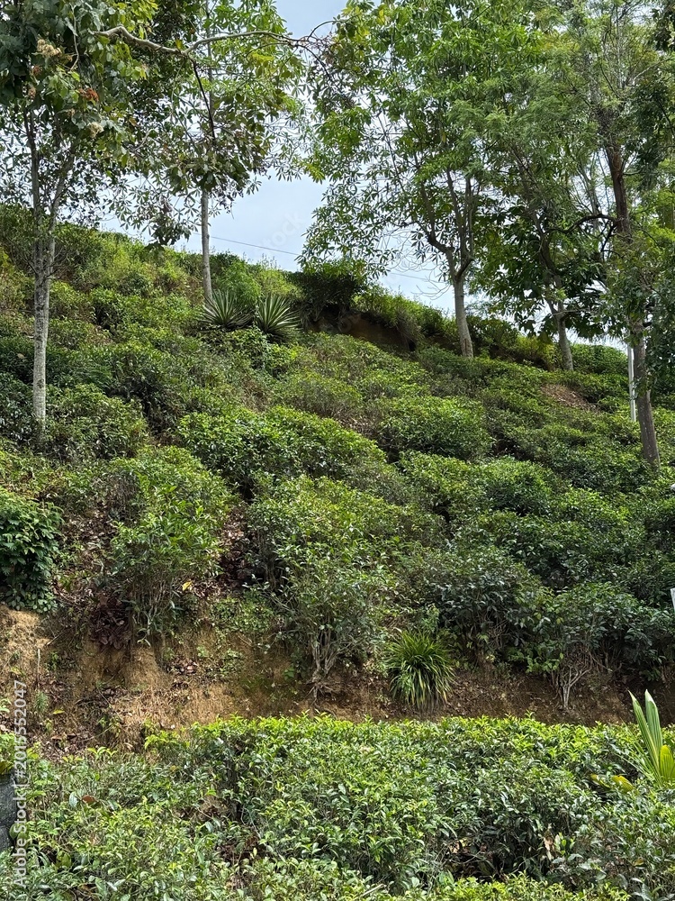 Fototapeta premium Green tea plantation background with tropical mountain landscape