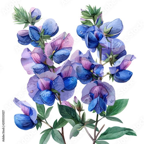 Obraz na płótnie Garden Pea Flower, refined watercolor illustration with luminous tones and soft layered brushwork, isolated on a white background